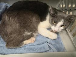 Shelter Stray Female Cat last seen LINDEN, 4710 TX-151, San Antonio, TX 78227, USA