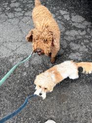 Reunited Male Dog last seen Helderberg Ave and Hollywood Ave, Albany, ny, Albany, NY 12208