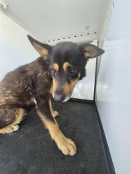 Shelter Stray Male Dog last seen Near BLK S WILLIAMS ST, BAKERSFIELD CA, 201 S Mt Vernon Ave, Bakersfield, CA 93307, USA