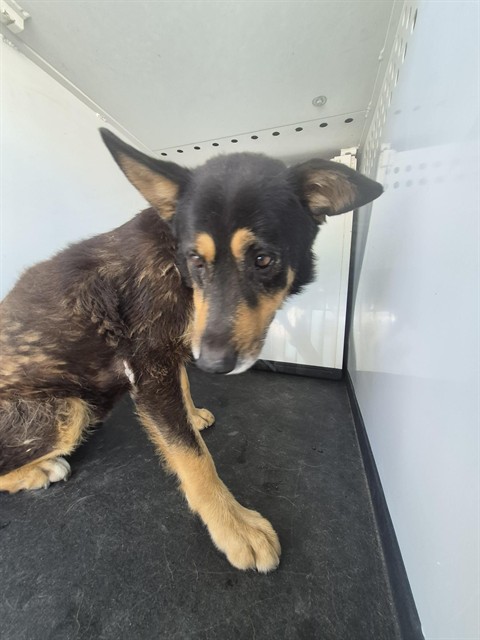Shelter Stray Male Dog last seen Near BLK S WILLIAMS ST, BAKERSFIELD CA, 201 S Mt Vernon Ave, Bakersfield, CA 93307, USA
