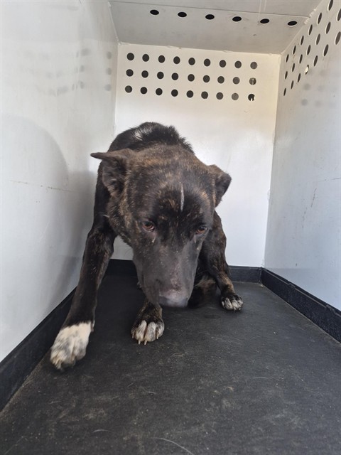 Shelter Stray Female Dog last seen Near BLOCK E BRUNDAGE LN, BAKERFIELD CA, 201 S Mt Vernon Ave, Bakersfield, CA 93307, USA