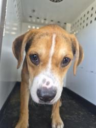 Shelter Stray Female Dog last seen Near BLOCK E BRUNDAGE LN, BAKERFIELD CA, 201 S Mt Vernon Ave, Bakersfield, CA 93307, USA
