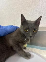 Shelter Stray Female Cat last seen Near BLK WIBLE RD, BAKERSFIELD, CA, 201 S Mt Vernon Ave, Bakersfield, CA 93307, USA