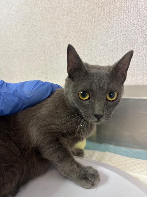 Shelter Stray Female Cat last seen Near BLK WIBLE RD, BAKERSFIELD, CA, 201 S Mt Vernon Ave, Bakersfield, CA 93307, USA