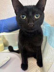 Shelter Stray Female Cat last seen Near BLK WIBLE RD, BAKERSFIELD, CA, 201 S Mt Vernon Ave, Bakersfield, CA 93307, USA