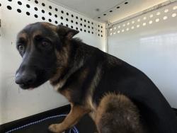 Shelter Stray Female Dog last seen ELDER CT/ HIGHLAND KNOLLS DR, BAKERSFIELD, CA, 201 S Mt Vernon Ave, Bakersfield, CA 93307, USA