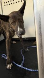 Shelter Stray Female Dog last seen ELDER CT/ HIGHLAND KNOLLS DR, BAKERSFIELD, CA, 201 S Mt Vernon Ave, Bakersfield, CA 93307, USA