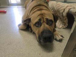 Shelter Stray Male Dog last seen PACIFIC ST, 11232 B Ave, Auburn, CA 95603, USA
