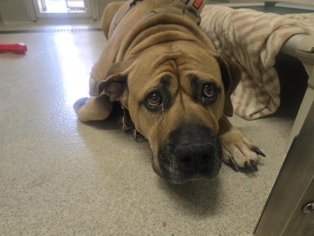 Shelter Stray Male Dog last seen PACIFIC ST, 11232 B Ave, Auburn, CA 95603, USA