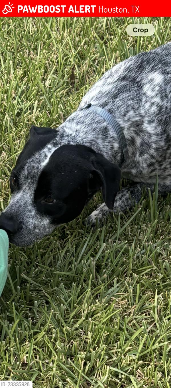 Lost Male Dog last seen Blackhawk and sageroyal, Houston, TX 77089