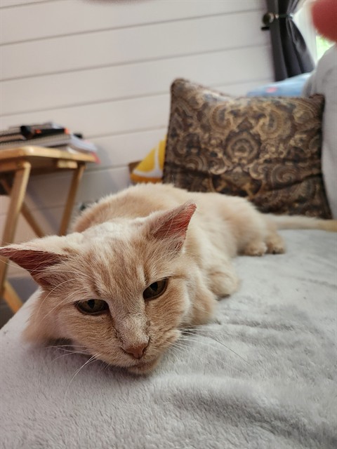 Shelter Stray Female Cat last seen ALLEY CAT ADVOCATES, 3528 Newburg Rd, Louisville, KY 40218, USA
