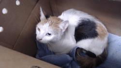 Shelter Stray Female Cat last seen WASHINGTON X STOCKTON, 1419 Bryant St, San Francisco, CA 94103, USA