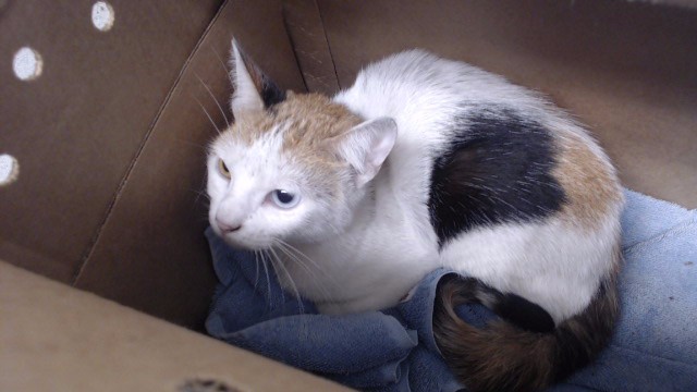 Shelter Stray Female Cat last seen WASHINGTON X STOCKTON, 1419 Bryant St, San Francisco, CA 94103, USA