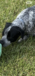Lost Male Dog last seen Blackhawk and sageroyal, Houston, TX 77089
