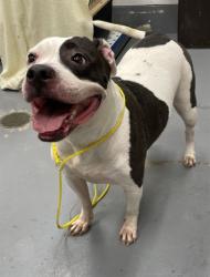 Shelter Stray Female Dog last seen CONFINED ON JOAN CT, 2600 NE Perry Ave, Peoria, IL 61603, USA