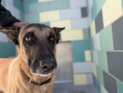 Shelter Stray Male Dog last seen Near BLOCK MAGNOLIA AVE, NUEVO, CA, 581 S Grand Ave, San Jacinto, CA 92582, USA