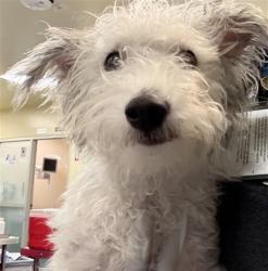 Shelter Stray Female Dog last seen SAN JACINTO AVE/MENLO AVE, SAN JACINTO CA 92583, 581 S Grand Ave, San Jacinto, CA 92582, USA