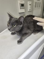 Shelter Stray Female Cat last seen Near BLOCK S GRAND AVE, SAN JACINTO CA 92582, 581 S Grand Ave, San Jacinto, CA 92582, USA