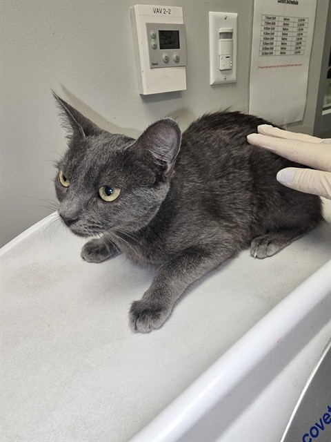 Shelter Stray Female Cat last seen Near BLOCK S GRAND AVE, SAN JACINTO CA 92582, 581 S Grand Ave, San Jacinto, CA 92582, USA
