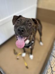Shelter Stray Male Dog last seen PALOMAR ST AND BROADWAY, 130 Beyer Way, Chula Vista, CA 91911, USA