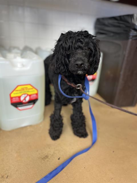 Shelter Stray Male Dog last seen , 130 Beyer Way, Chula Vista, CA 91911, USA
