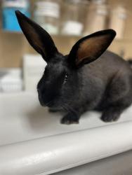 Shelter Stray Female Other last seen VIA SINUOSO & PASEO RANCHERO, 130 Beyer Way, Chula Vista, CA 91911, USA