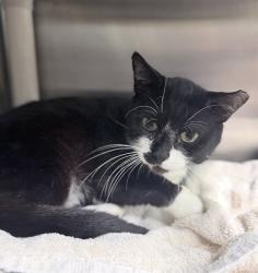 Shelter Stray Male Cat last seen BILLY LN, LEESBURG, 12280 County Rd 448, Tavares, FL 32778, USA
