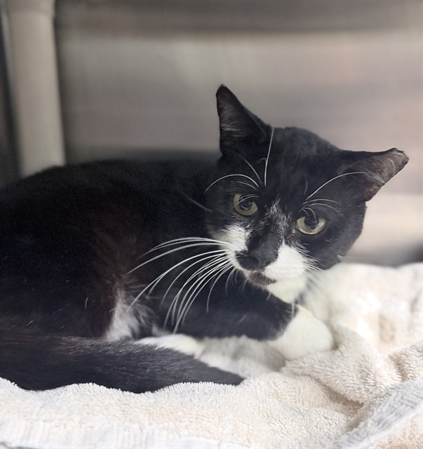 Shelter Stray Male Cat last seen BILLY LN, LEESBURG, 12280 County Rd 448, Tavares, FL 32778, USA