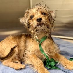 Shelter Stray Male Dog last seen HWY 561A, CLERMONT, 12280 County Rd 448, Tavares, FL 32778, USA