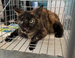 Shelter Stray Female Cat last seen W SPRING BRANCH DR, 8311 Freedom Dr, Pearland, TX 77581, USA