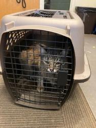 Shelter Stray Female Cat last seen Near BLOCK W COPPER HILL DR, 4522 W 3500 S, West Valley City, UT 84120, USA