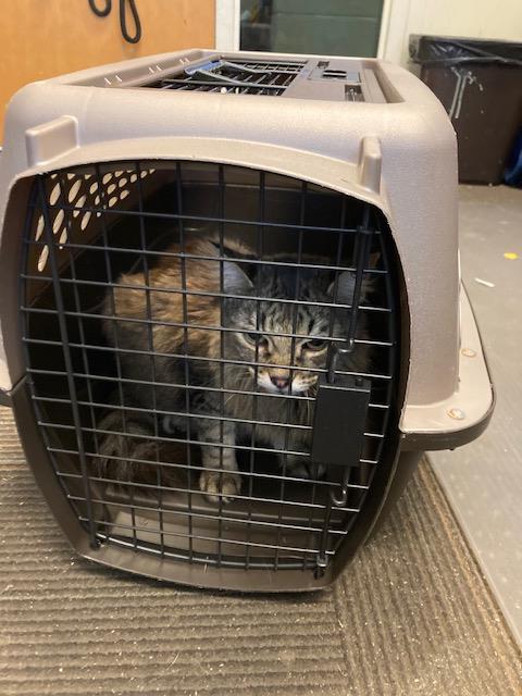 Shelter Stray Female Cat last seen Near BLOCK W COPPER HILL DR, 4522 W 3500 S, West Valley City, UT 84120, USA