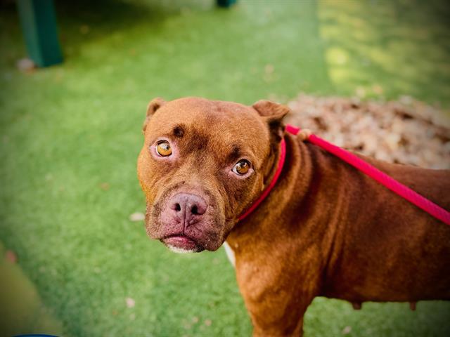 Shelter Stray Female Dog last seen , 2769 Conroy Rd, Orlando, FL 32839, USA