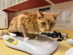 Shelter Stray Male Cat last seen Near BLOCK W CUCHARRAS ST, COLORADO SPRINGS CO 80904, 610 Abbot Ln, Colorado Springs, CO 80905, USA
