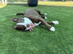 Shelter Stray Male Dog last seen STERLING X DATE PL, 333 Chandler Pl, San Bernardino, CA 92408, USA