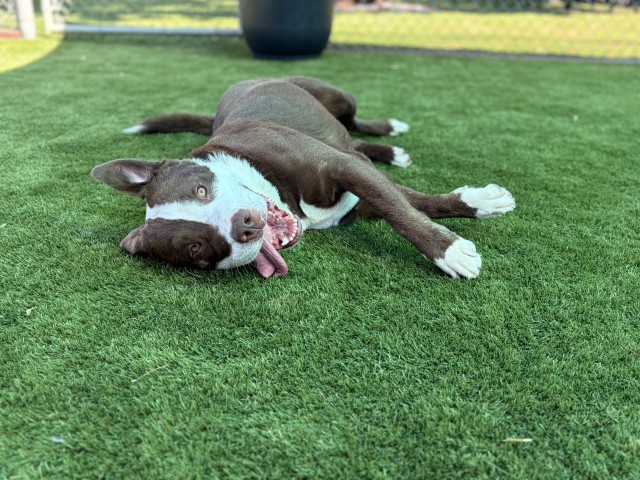 Shelter Stray Male Dog last seen STERLING X DATE PL, 333 Chandler Pl, San Bernardino, CA 92408, USA