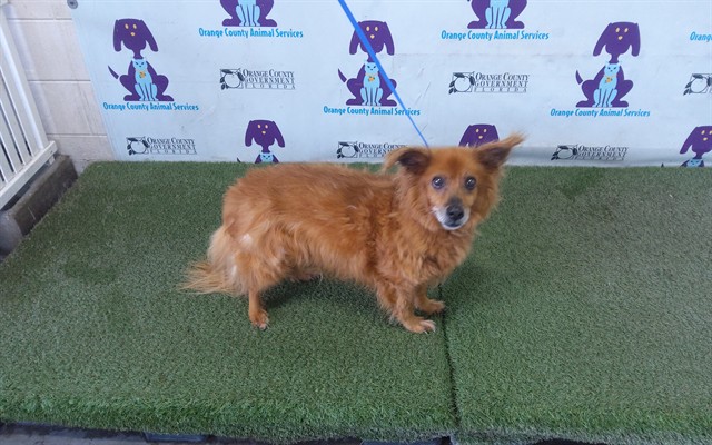 Shelter Stray Male Dog last seen , 2769 Conroy Rd, Orlando, FL 32839, USA