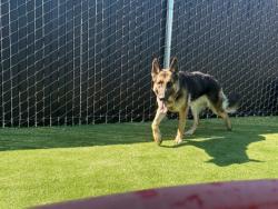 Shelter Stray Male Dog last seen , 333 Chandler Pl, San Bernardino, CA 92408, USA