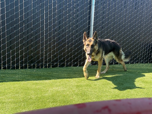 Shelter Stray Male Dog last seen , 333 Chandler Pl, San Bernardino, CA 92408, USA