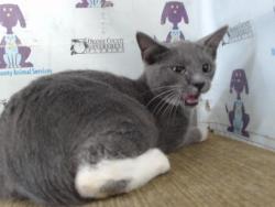 Shelter Stray Male Cat last seen , 2769 Conroy Rd, Orlando, FL 32839, USA