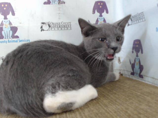 Shelter Stray Male Cat last seen , 2769 Conroy Rd, Orlando, FL 32839, USA