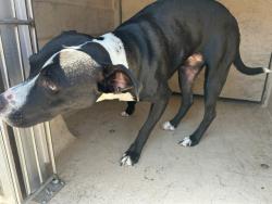 Shelter Stray Female Dog last seen Near BLOCK SPARTA, OKLAHOMA CITY OK 73107, 2811 SE 29th St, Oklahoma City, OK 73129, USA