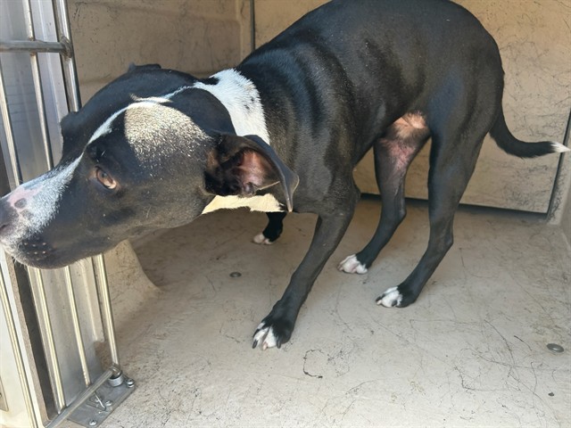 Shelter Stray Female Dog last seen Near BLOCK SPARTA, OKLAHOMA CITY OK 73107, 2811 SE 29th St, Oklahoma City, OK 73129, USA