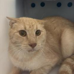 Shelter Stray Unknown Cat last seen Near BLOCK E MONTANA PL, AURORA CO 80017 5164, 2080 S Quebec St, Denver, CO 80231, USA