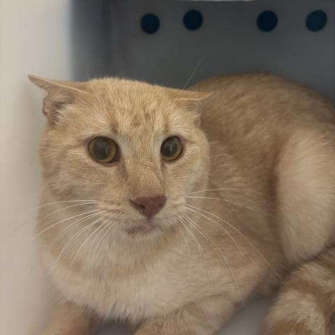 Shelter Stray Unknown Cat last seen Near BLOCK E MONTANA PL, AURORA CO 80017 5164, 2080 S Quebec St, Denver, CO 80231, USA