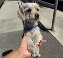 Shelter Stray Female Dog last seen Near BLOCK S K ST, 333 Chandler Pl, San Bernardino, CA 92408, USA