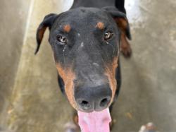 Shelter Stray Male Dog last seen , 1850 W 60th St, Los Angeles, CA 90047, USA
