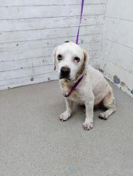 Shelter Stray Male Dog last seen Near BLOCK FOOTHILL BLVD, 333 Chandler Pl, San Bernardino, CA 92408, USA