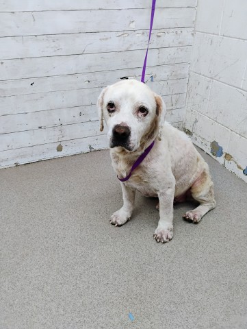 Shelter Stray Male Dog last seen Near BLOCK FOOTHILL BLVD, 333 Chandler Pl, San Bernardino, CA 92408, USA