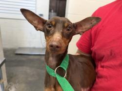 Shelter Stray Male Dog last seen NEWPORT AND LAWRENCE, 333 Chandler Pl, San Bernardino, CA 92408, USA
